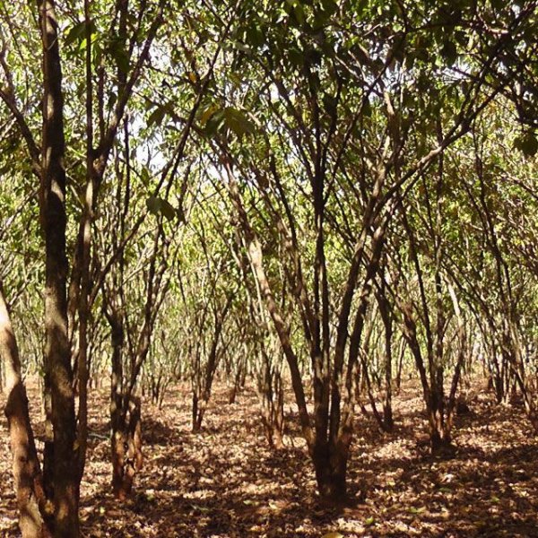 画像2: 「生豆」　エチオピア　イリガチャフィー ベレカ G1 ウォッシュド　300g (2)